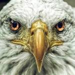 deleteDecisiveliberty Profile Picture