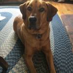 Peggy Budny Profile Picture