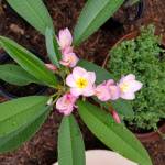 FrancesOwen Profile Picture