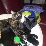 Kewlkitty Profile Picture