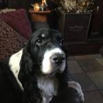 Slamhounds Profile Picture