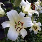 Alexandra Taubert Profile Picture