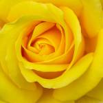 Gelbe Rose (Das Original) Profile Picture