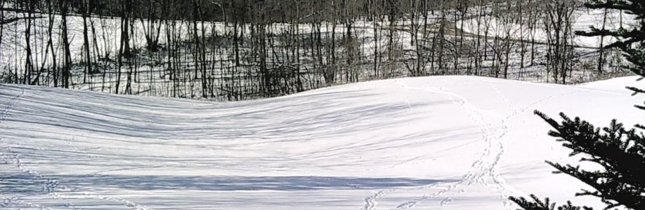 John Carmany Cover Image