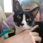 Stray Haven Rescue Profile Picture