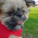 JeannetteRN4Trump Profile Picture