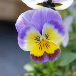 Schultz Melanie Profile Picture