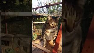 ?Paula? genießt die Morgensonne Wunschkatzen - privater Katzen-Gnadenhof Demirtaş/Alanya