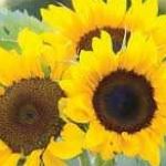Regine Stosch Profile Picture