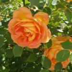 Jeanette Palmer Profile Picture