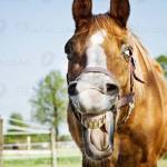 Sassi Profile Picture