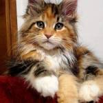 anna gentileschi Profile Picture