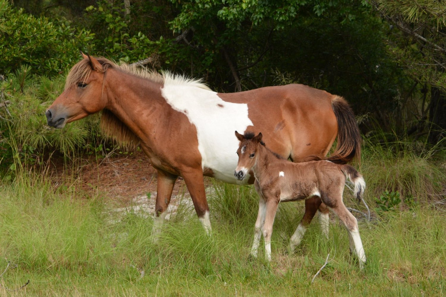 New Foal Born On Assateague Island, Officials Warn Visitors To Stay At A Distance – CBS Baltimore