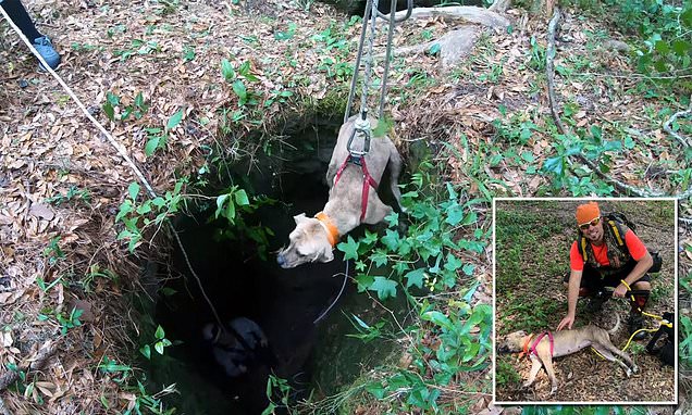 Florida hiker rescues dog trapped in a 20ft-deep cave for three weeks | Daily Mail Online