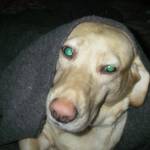 Rob Dean Profile Picture