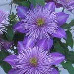 Carol Crownover Profile Picture