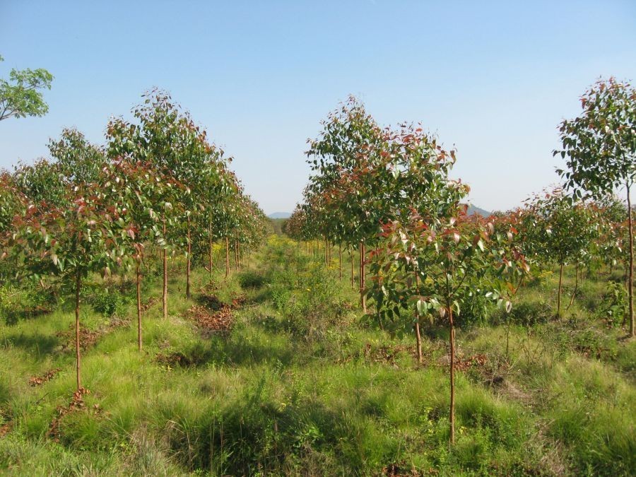 90 Hektar - 54 Hektar Eukalyptus angepflanzt