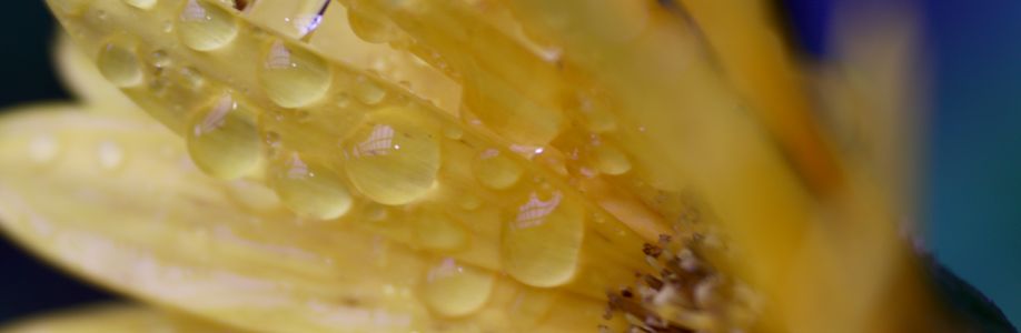 Sid Aust Cover Image