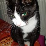 Elvira Profile Picture