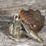 THEFreeThinkingHermit Profile Picture