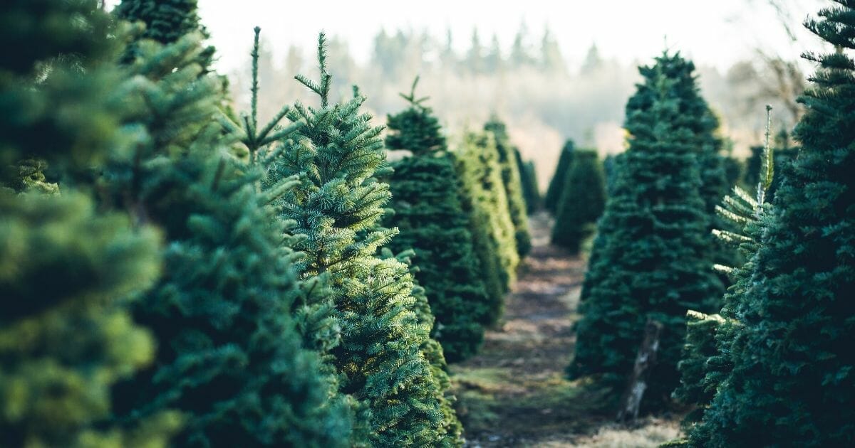 What Began as a Dispute Over Christmas Trees Has Turned Into a Family’s Fight for Their First Amendment Rights