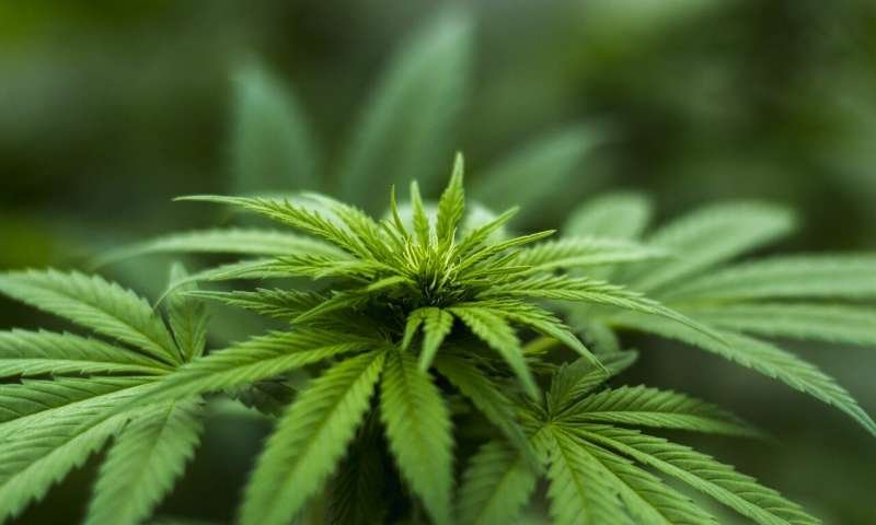 Low-Cost Method To Differentiate Hemp From Marijuana - Redoubt News