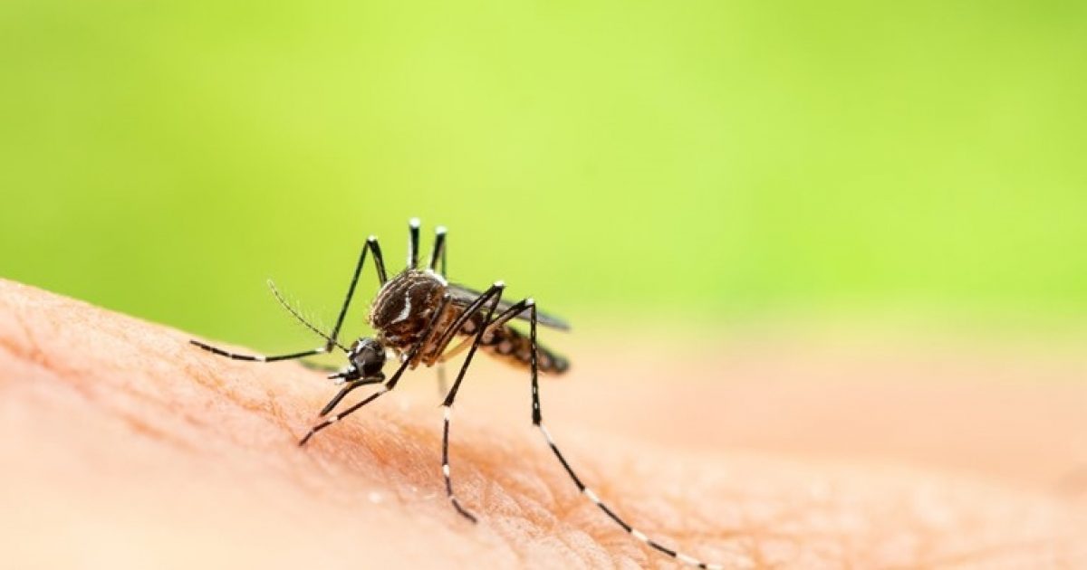 Experts Warn Of Deadly Mosquito-Borne Virus That Causes Brain Swelling Found In Florida