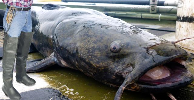 Alton resident catches 736-pound catfish in Mississippi River | RiverBender.com