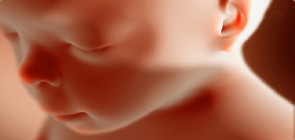 95% of biologists: Life begins at conception - WND