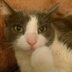 Jeanne Pena Profile Picture