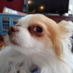 Chihuahua Lovers Profile Picture