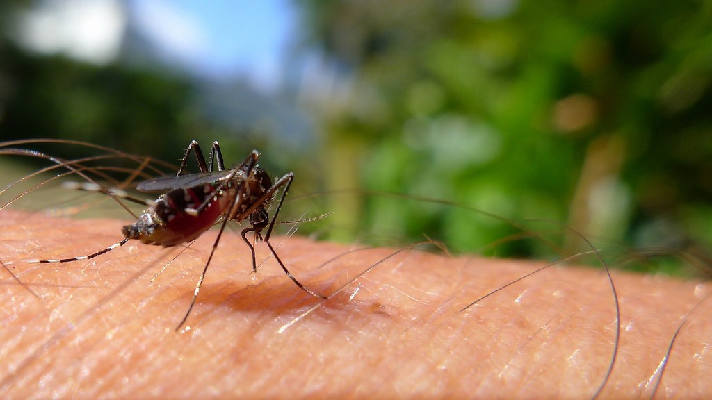 Florida health officials say mosquito-borne virus that causes brain swelling, death detected in state ⋆ The Savage Nation