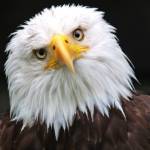 Landry KOFFI Profile Picture