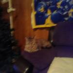 Cindy Carr Profile Picture