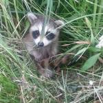 Bruce Profile Picture