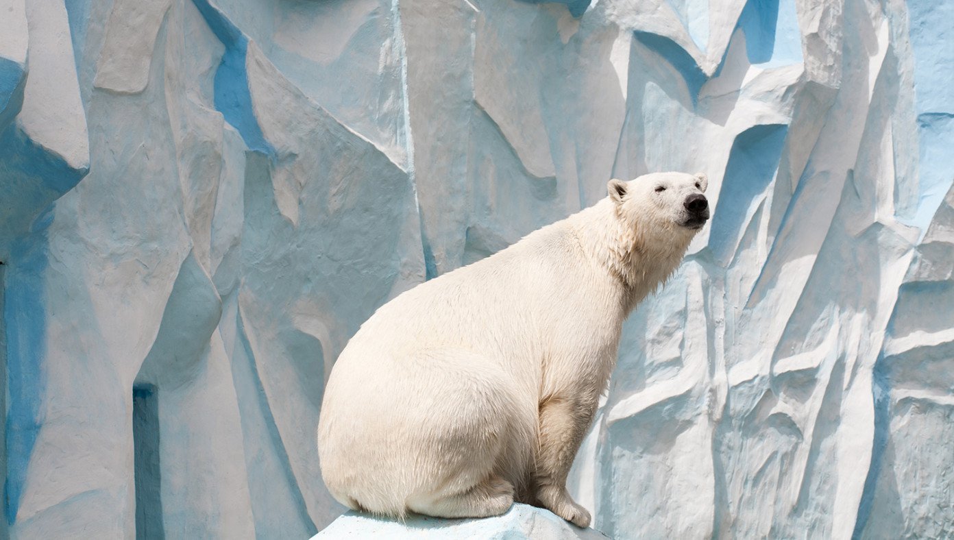 Woke Polar Bear Apologizes For Being White | The Babylon Bee