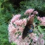 Sue Shelby Profile Picture