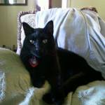 Sparrow456 Profile Picture