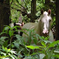 Wild Horses of the Ozarks - Home | Facebook