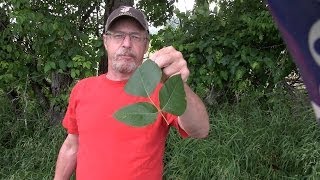 How to never have a serious poison ivy rash again
