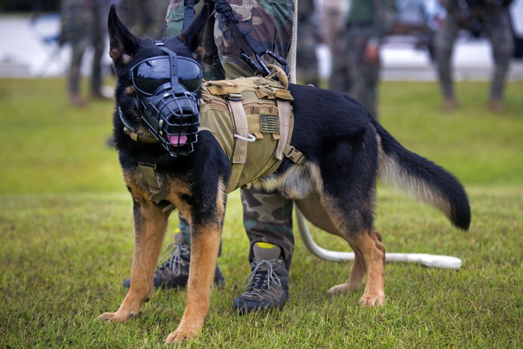 K-9s against school shooters? A former Navy SEAL thinks so | NEWSREP