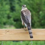 David Blair Profile Picture