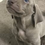 Jason Poulos Profile Picture