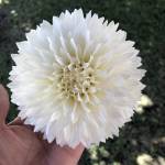 Leticia Peacher Profile Picture