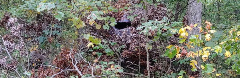 LilWildcat Cover Image