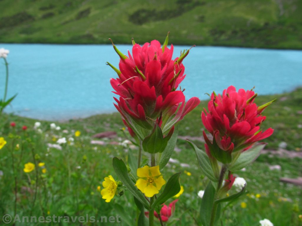 The Beautiful Water & Wildflowers of Cracker Lake - Anne's Travels