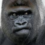 GorillaGlen Profile Picture