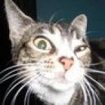 SuspiciousCatIsSuspicious Profile Picture