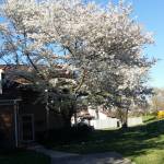 Tracy Starcherf Profile Picture