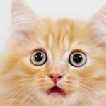 VotaryRepublic Profile Picture